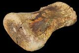 Hadrosaur (Edmontosaur) Phalange Bone - Montana #130262-1